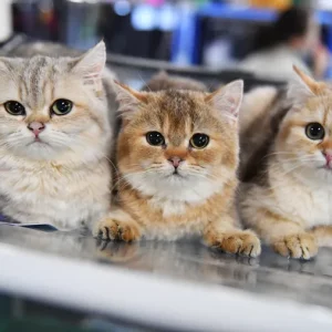 Psychology of Cat Behavior