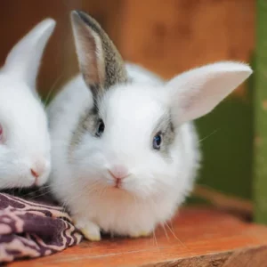 Psychology of Rabbit Behavior